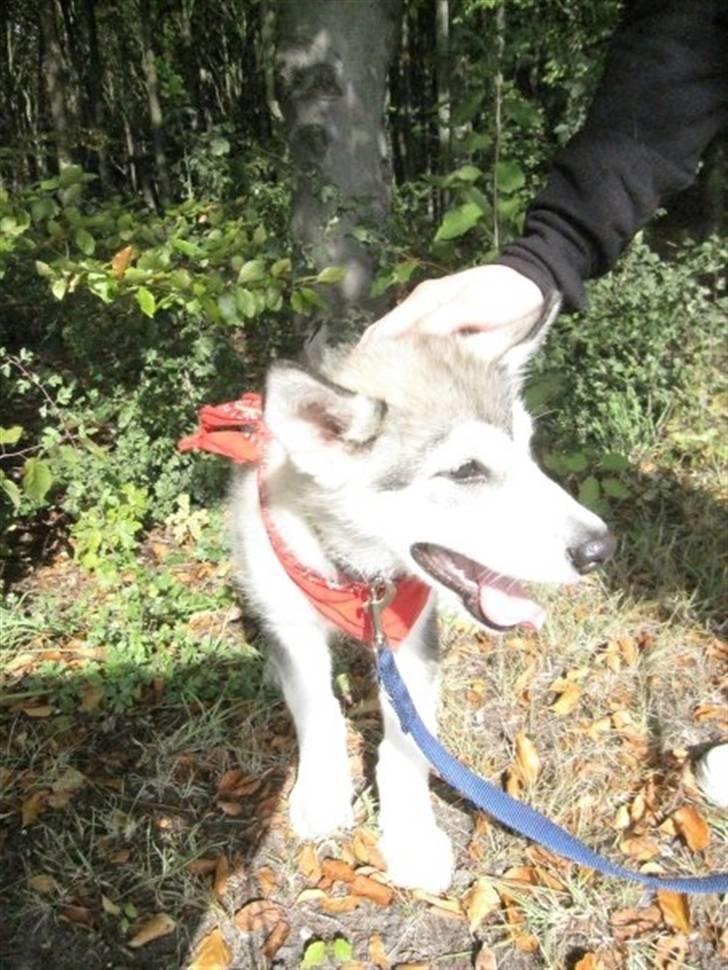 Alaskan malamute Keyla billede 13