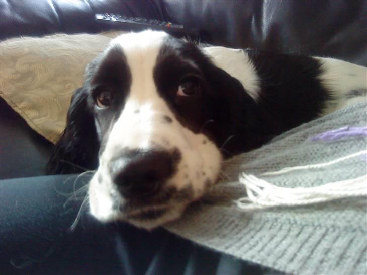 Cocker spaniel Lady billede 11