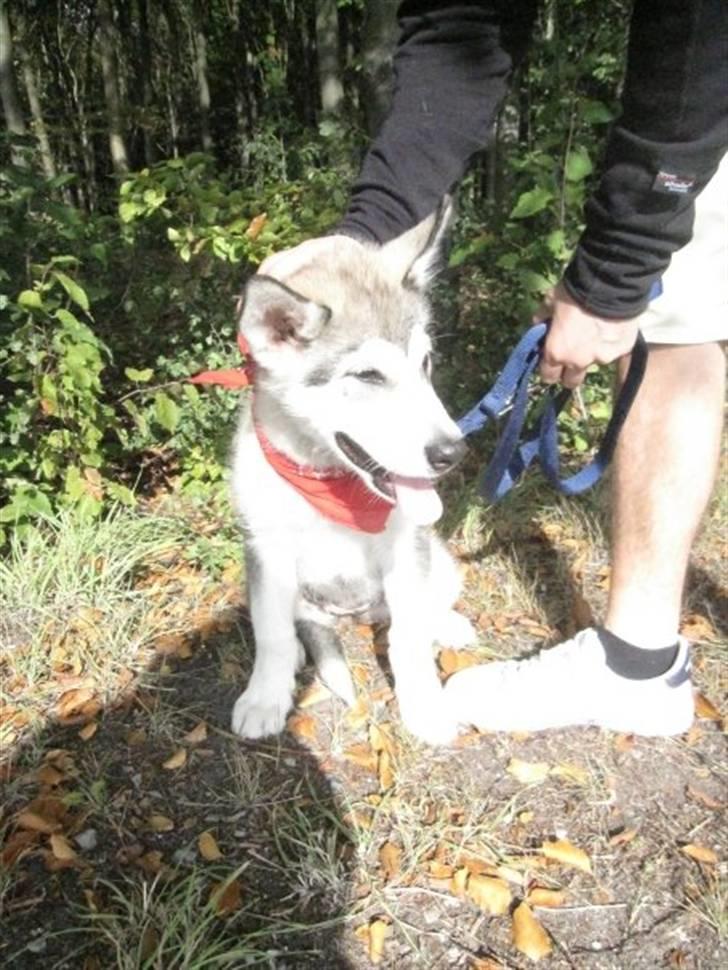 Alaskan malamute Keyla billede 14