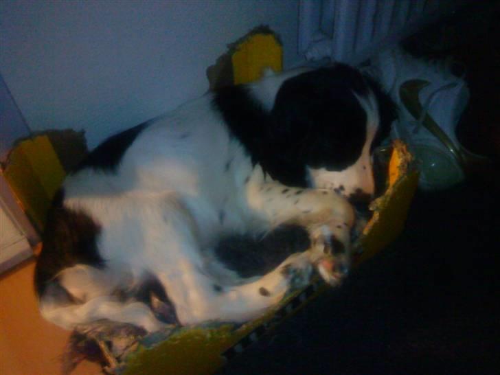 Cocker spaniel Lady billede 12