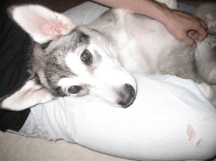 Alaskan malamute Keyla billede 15