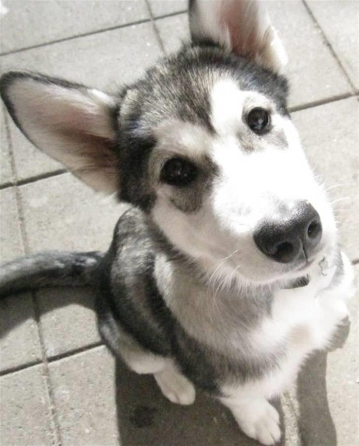 Alaskan malamute Keyla billede 16