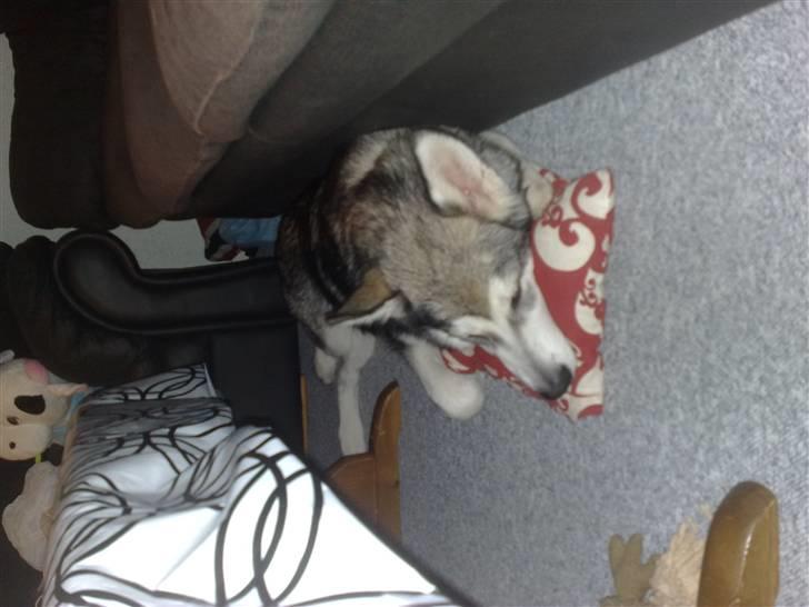 Alaskan malamute Keyla billede 17