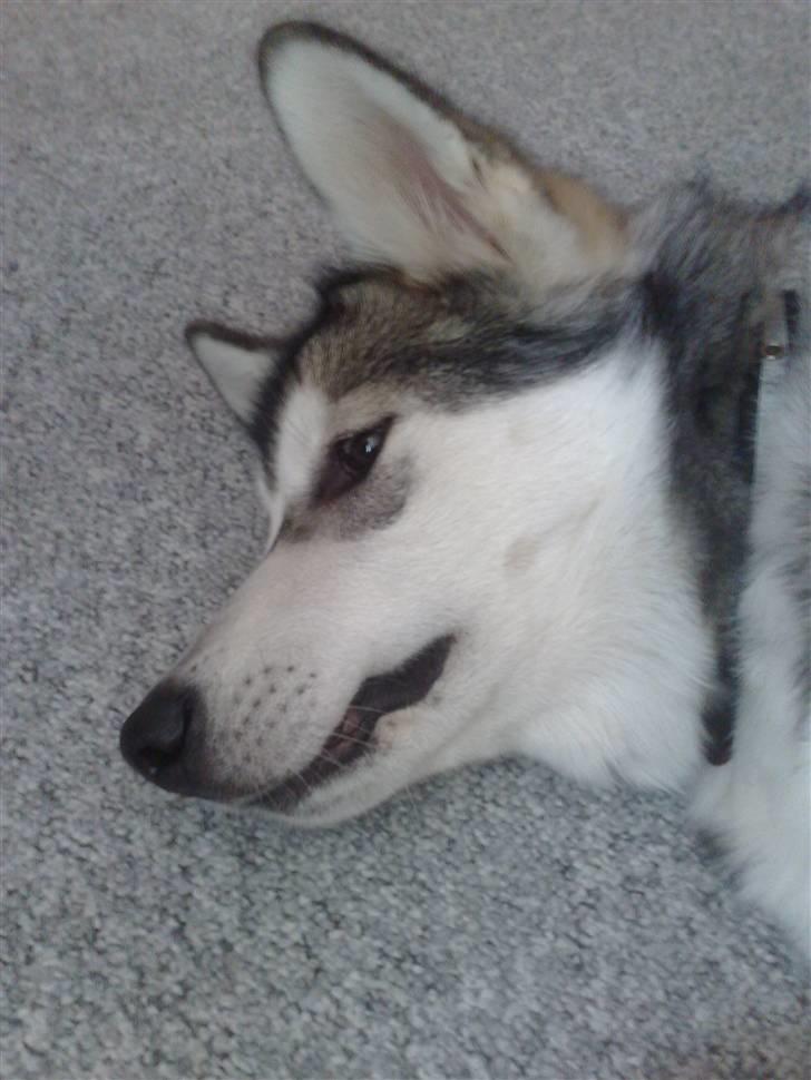 Alaskan malamute Keyla billede 18