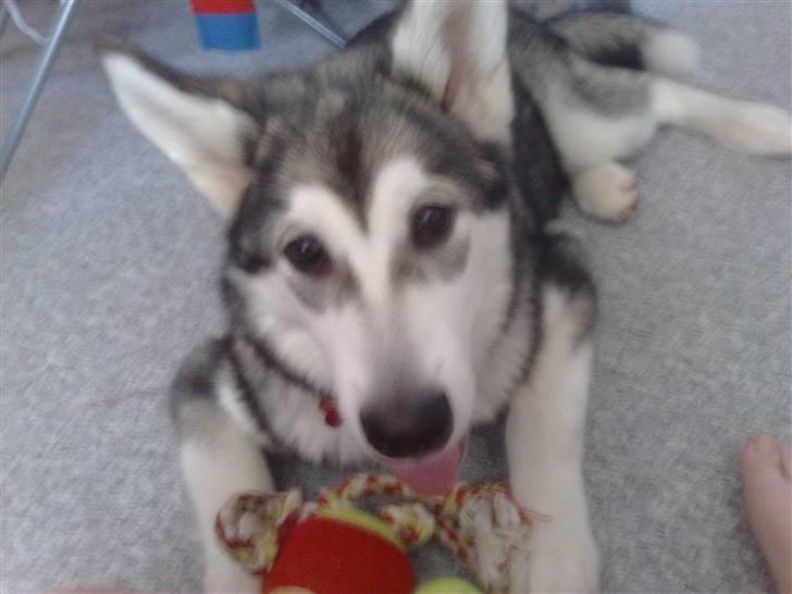 Alaskan malamute Keyla billede 19