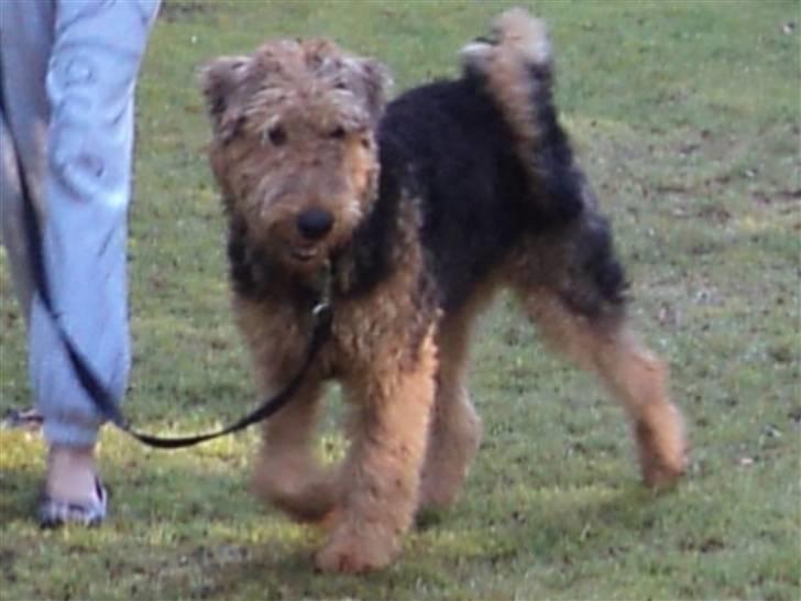 Airedale terrier Bowie - Uldtot!! :D billede 3