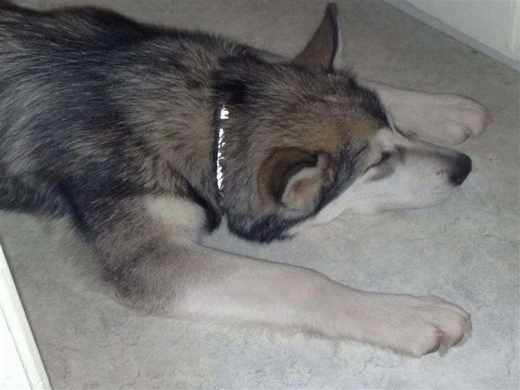 Alaskan malamute Keyla billede 20