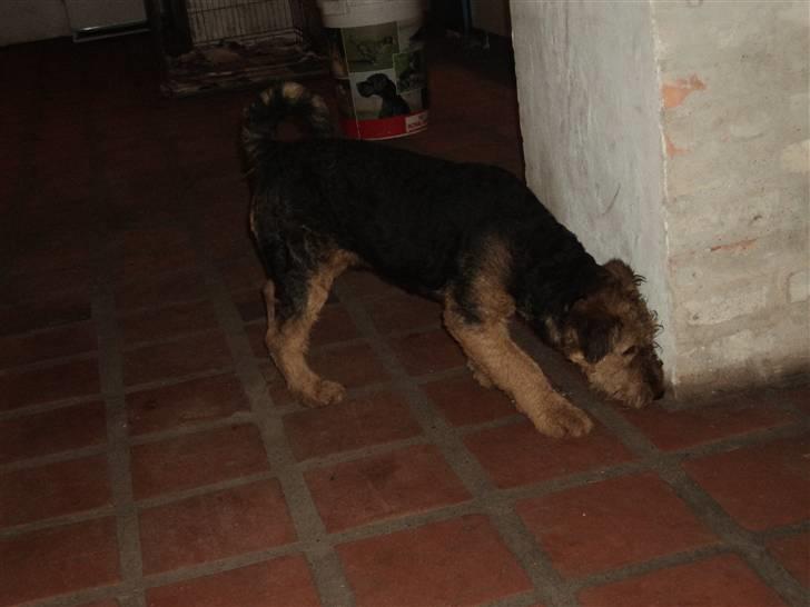 Airedale terrier Bowie - Oppe ved kennelen billede 4