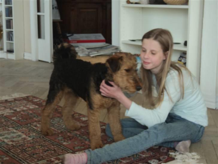 Airedale terrier Bowie - Bette Bowsen billede 5