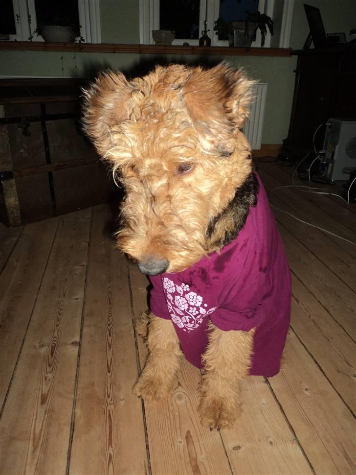 Airedale terrier Bowie - "Hvad i al verden er det jeg har fået på??" billede 6