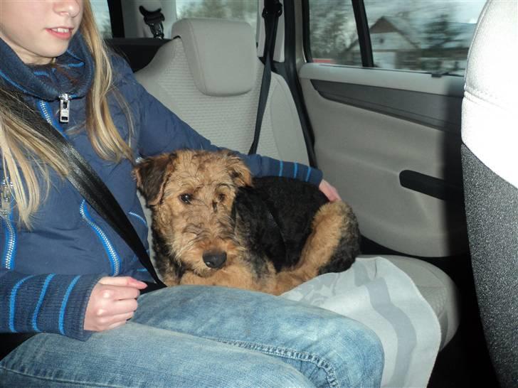 Airedale terrier Bowie billede 7