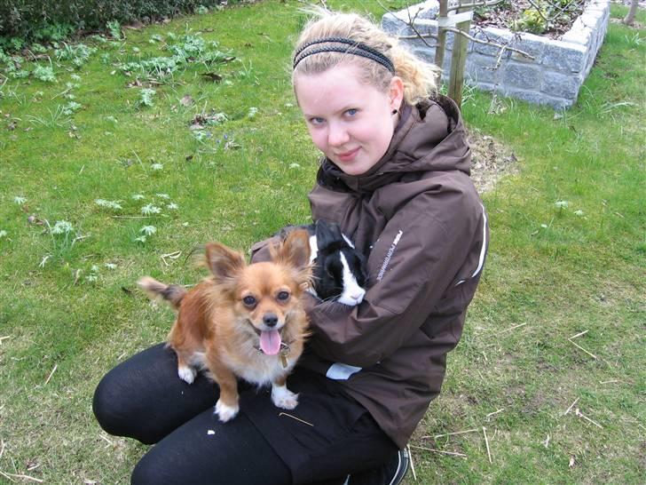 Chihuahua Bella billede 13