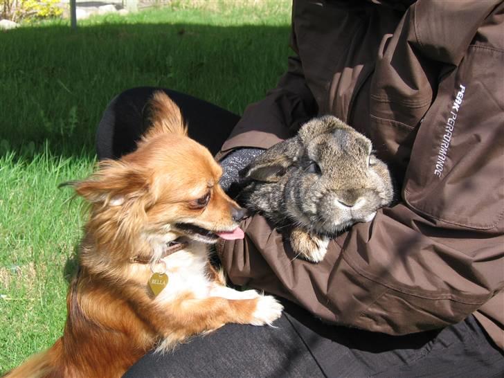 Chihuahua Bella billede 14