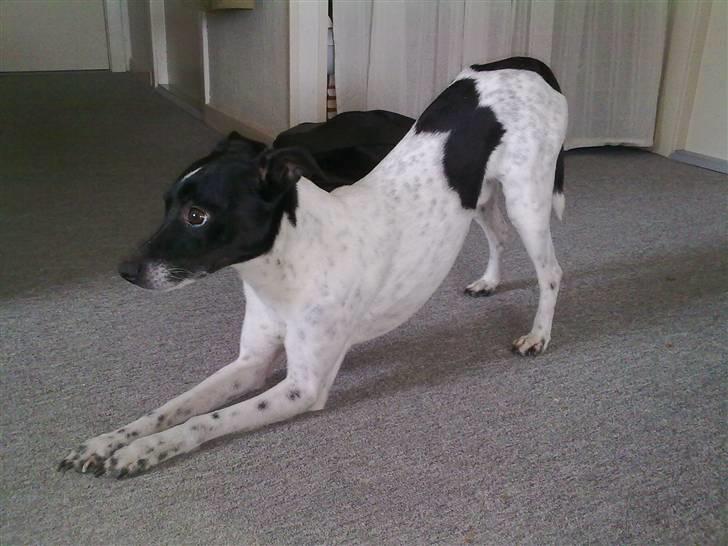 Dansk svensk gaardhund Zeus <33 - velkommen til zeus profil :D billede 1