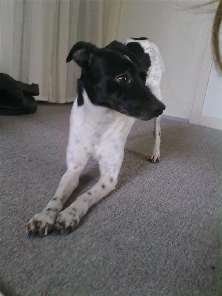 Dansk svensk gaardhund Zeus <33 - en rigtig foto hund billede 2