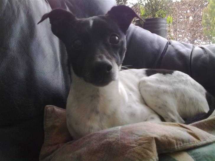 Dansk svensk gaardhund Zeus <33 - hygge i sofanen billede 3