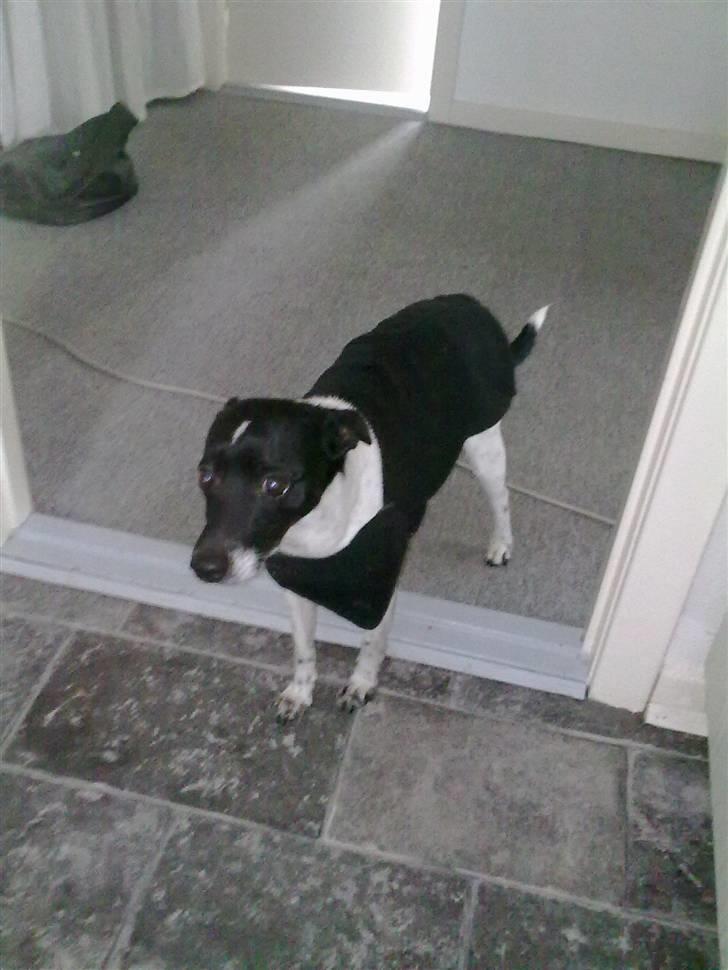 Dansk svensk gaardhund Zeus <33 - har lige fådet dækken på <33 billede 4