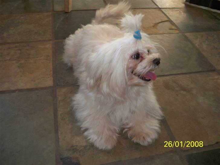 Malteser Sunny billede 13