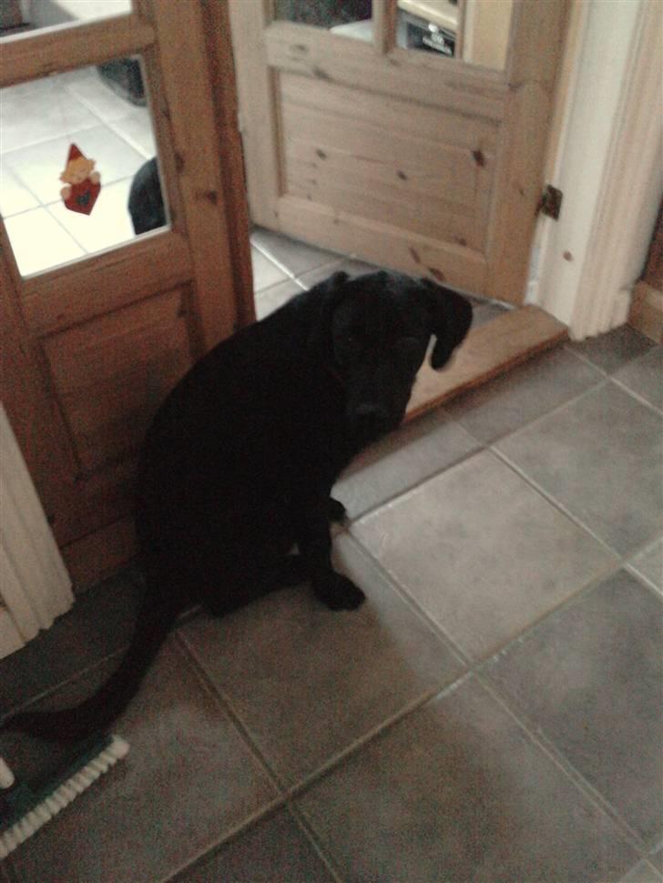 Labrador retriever Baloo - baloo i den størrelse han er nu! <33 billede 1