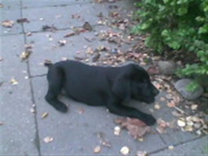 Labrador retriever Baloo - første gang jeg så miin baloo<33 billede 2