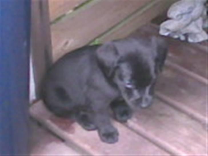 Labrador retriever Baloo - Et billed der blev sendt fra tidlige ejer! <3 :D billede 4