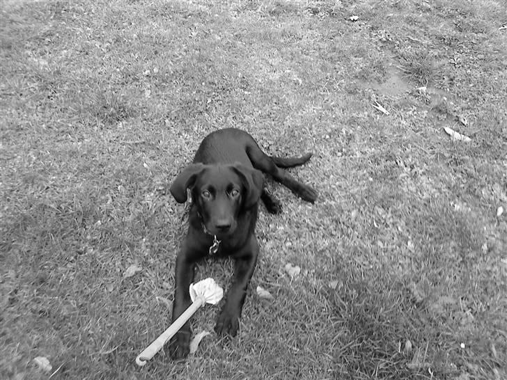 Labrador retriever Baloo - Baloo der leger i haven med en lege´ske! :D <3 billede 5