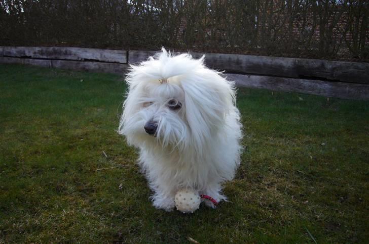 Coton de tulear Silke - Jeg leger med mit nye legetøj!!! billede 1
