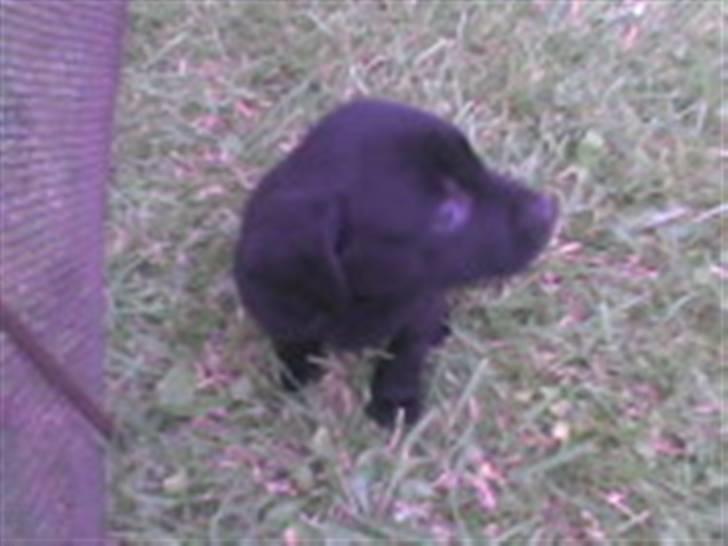 Labrador retriever Baloo - jameen lille Baloo da!<3 der er du da lille billede 7