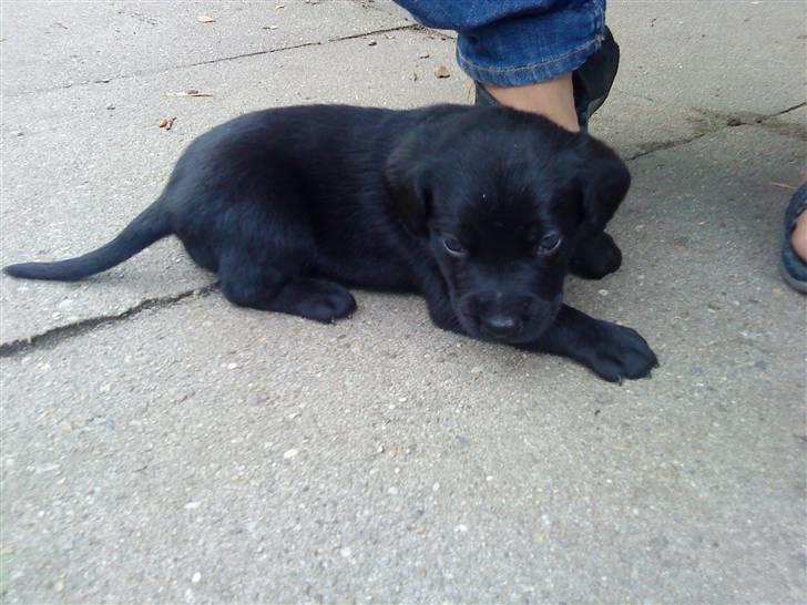 Labrador retriever Baloo - det var også da vi var nede at se ham! <3 billede 8