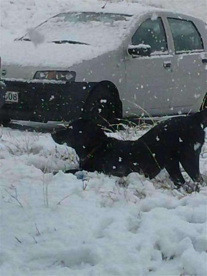 Labrador retriever Baloo - Baloo i sneen i "sommerhus"<3 billede 9