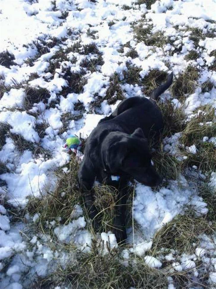 Labrador retriever Baloo - Hmm!! sne er bare DEJLIGT! :D billede 10