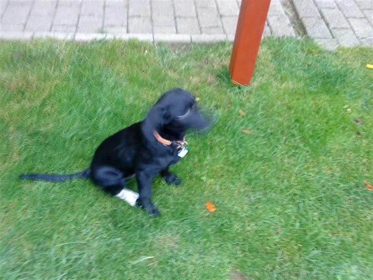 Labrador retriever Baloo - da Baloo lige var kommet hjem fra dyrlægen :´) <3 billede 11