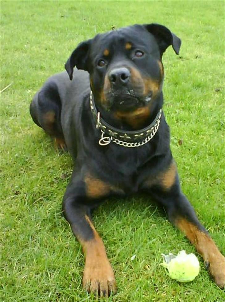 Rottweiler Hector billede 1