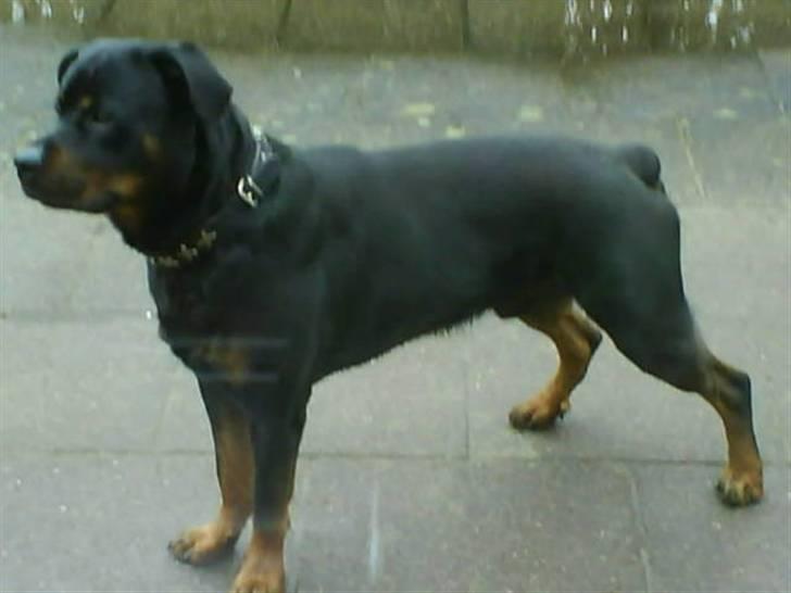 Rottweiler Hector billede 2