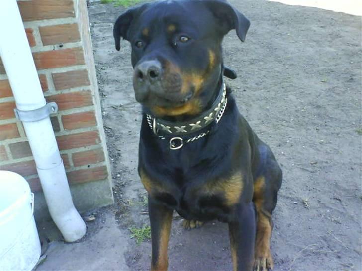 Rottweiler Hector billede 3