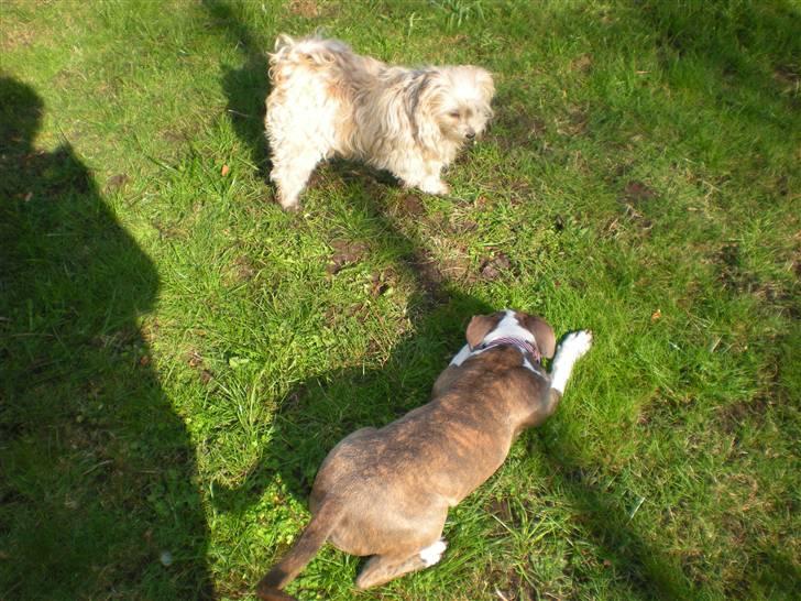 Amerikansk staffordshire terrier Mille - Mille leger, og Bella ligner en der har fået nok.  billede 1