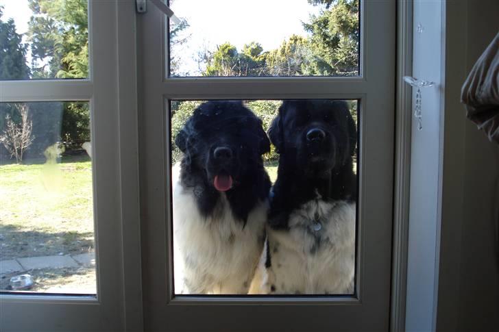 Newfoundlænder Lucky (Luke) billede 9