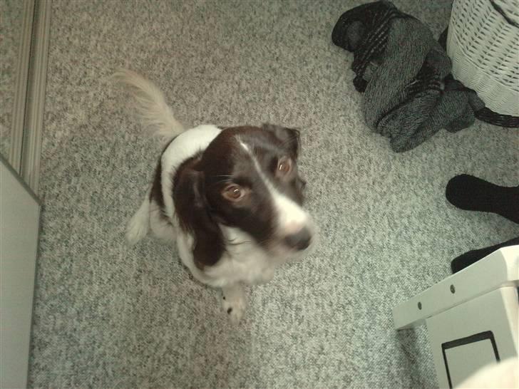 Kleiner münsterländer Zenta - ily<3 billede 2