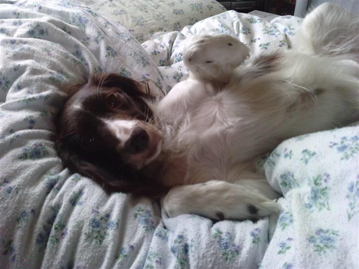 Kleiner münsterländer Zenta - du er skør skat<3... billede 3