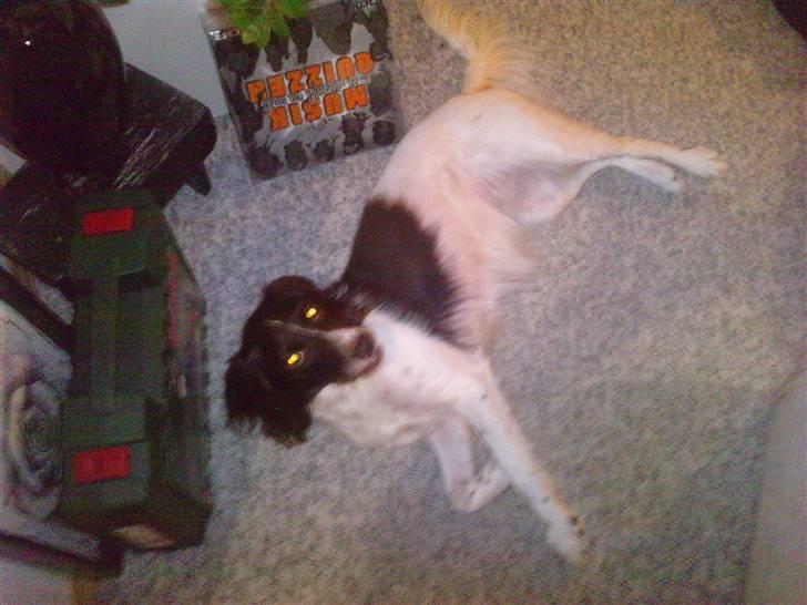 Kleiner münsterländer Zenta billede 4