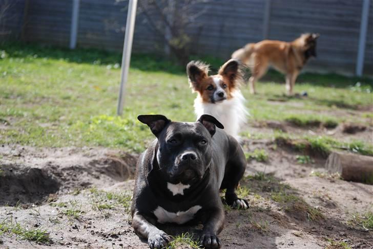 Amerikansk staffordshire terrier Tøsen Prinsesse( R.I.P ) billede 17