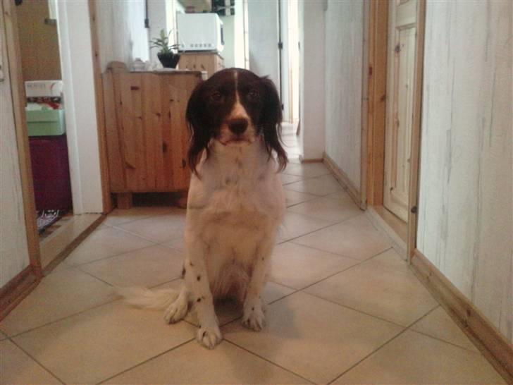 Kleiner münsterländer Zenta billede 5