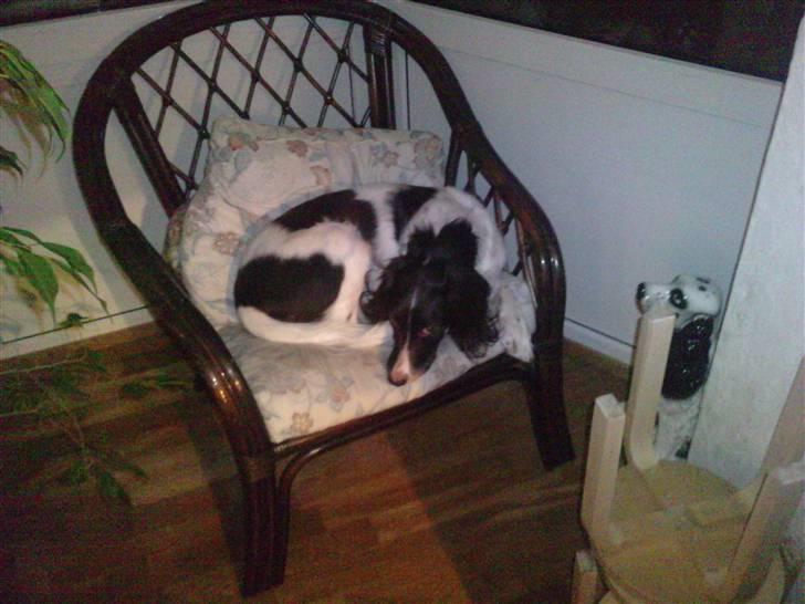 Kleiner münsterländer Zenta billede 6