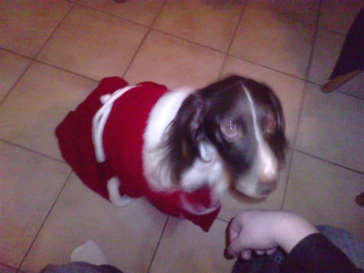 Kleiner münsterländer Zenta - min julehund<33 billede 7