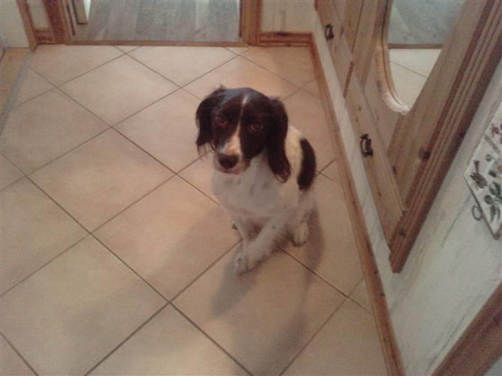 Kleiner münsterländer Zenta billede 8