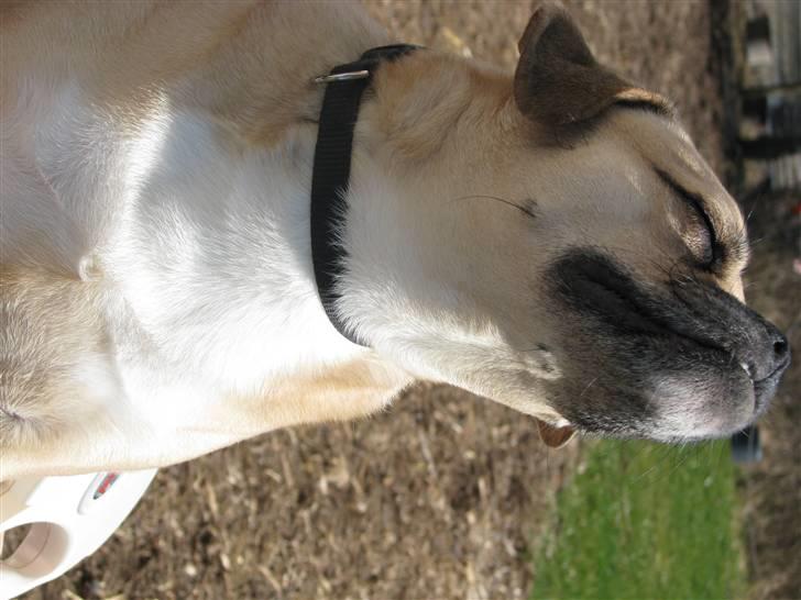 Blanding af racer charlie billede 13