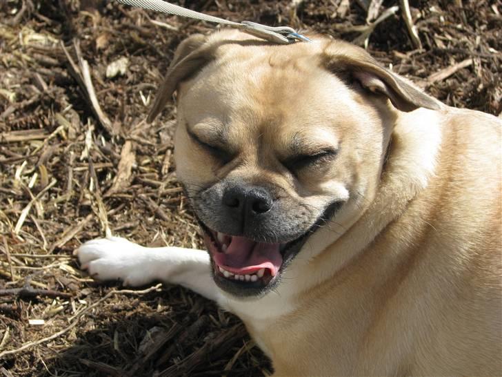 Blanding af racer charlie billede 14