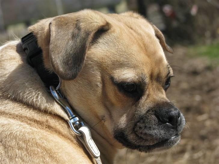 Blanding af racer charlie billede 15