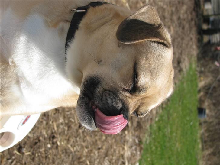 Blanding af racer charlie billede 16