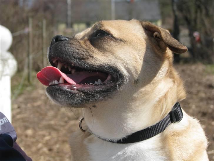 Blanding af racer charlie billede 17